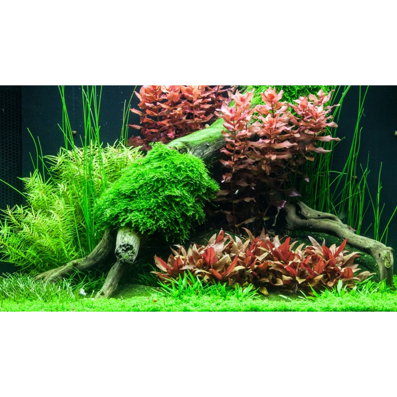 In Vitro Pflanzen Sparset 6 Cups Tropica 1 2 Grow Garnelengar In Vitro Pflanzen Sparset 6 Cups Tropica 1 2 Grow Garnelengar