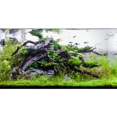 In Vitro Pflanzen Sparset 6 Cups Tropica 1 2 Grow Garnelengar In Vitro Pflanzen Sparset 6 Cups Tropica 1 2 Grow Garnelengar