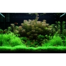 In Vitro Pflanzen - Sparset - 6 Cups | Tropica 1-2-Grow!