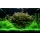 In Vitro Pflanzen - Sparset - 6 Cups | Tropica 1-2-Grow!